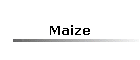 Maize